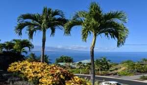 Kohala Coast